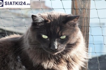 Siatki Rawa Mazowiecka - Zabezpieczenie balkonu siatką - Kocia siatka - bezpieczny kot dla terenów Rawy Mazowieckiej